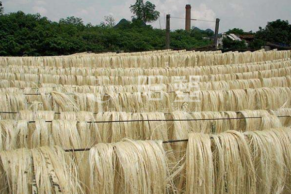 絲蘭與劍麻的區別是什么？怎么區分？